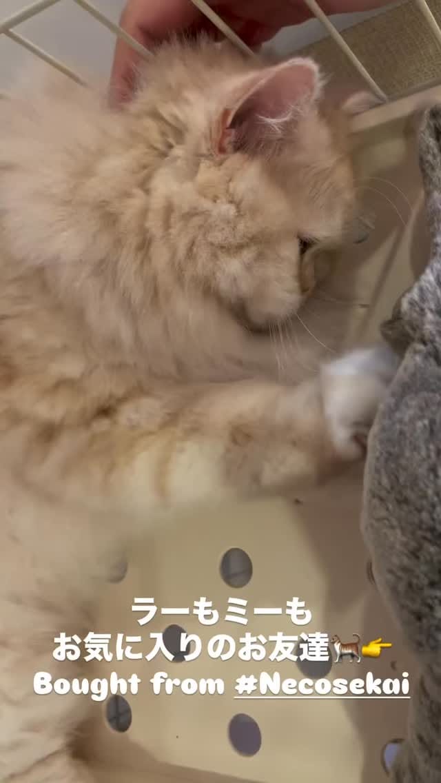 Post 10 by 🐈ラテみるく🐈🇯🇵 on Instagram (video)
