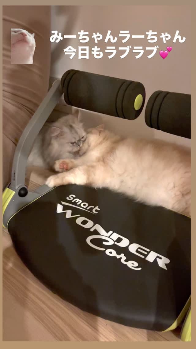 Post 8 by 🐈ラテみるく🐈🇯🇵 on Instagram (video)