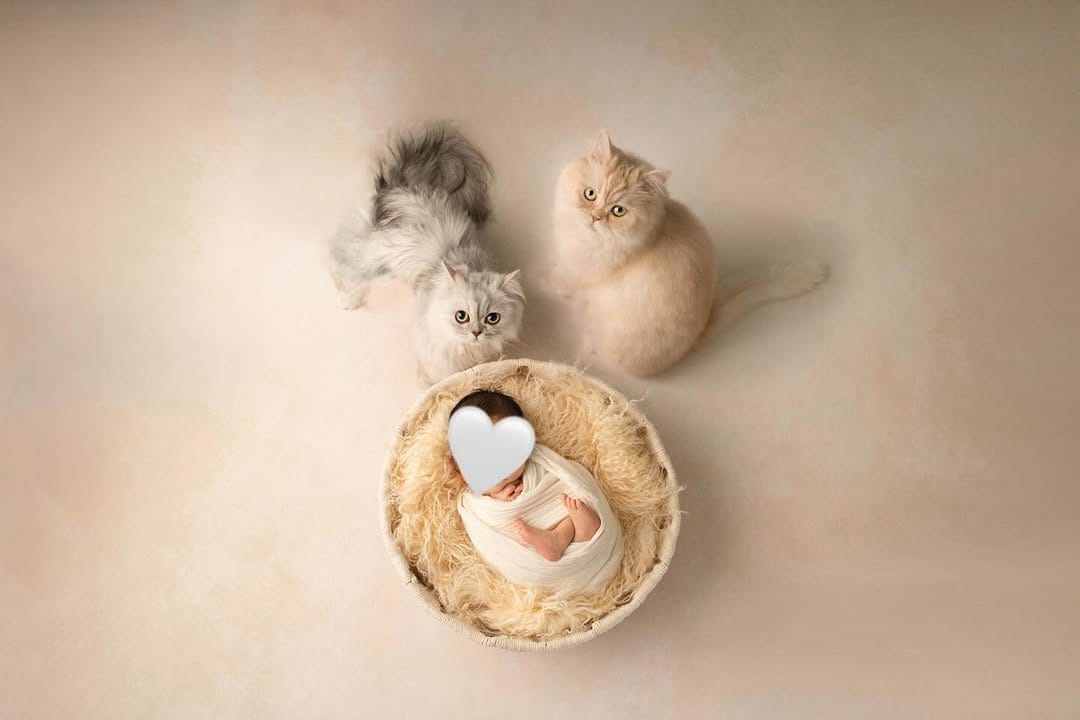 Post 3 by 🐈ラテみるく🐈🇯🇵 on Instagram (carousel)