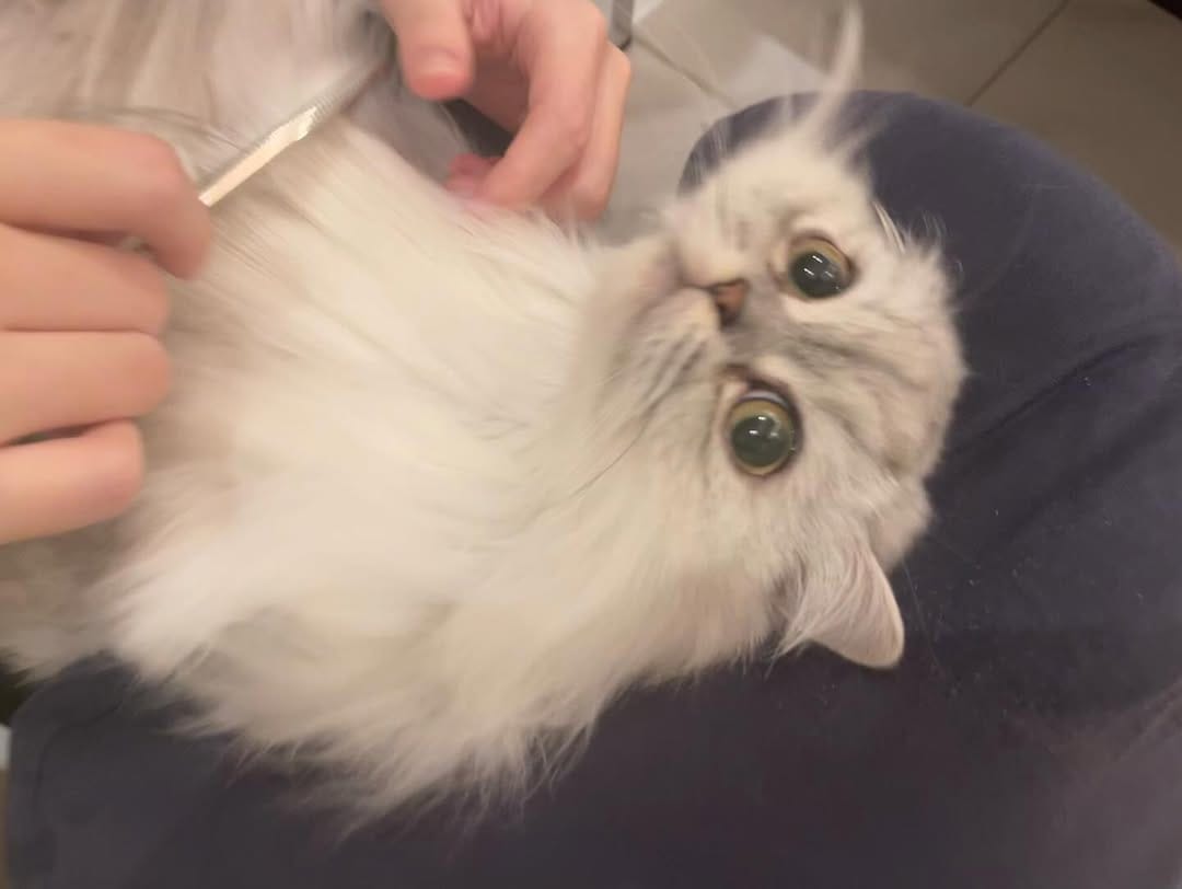 Post 5 by 🐈ラテみるく🐈🇯🇵 on Instagram (carousel)