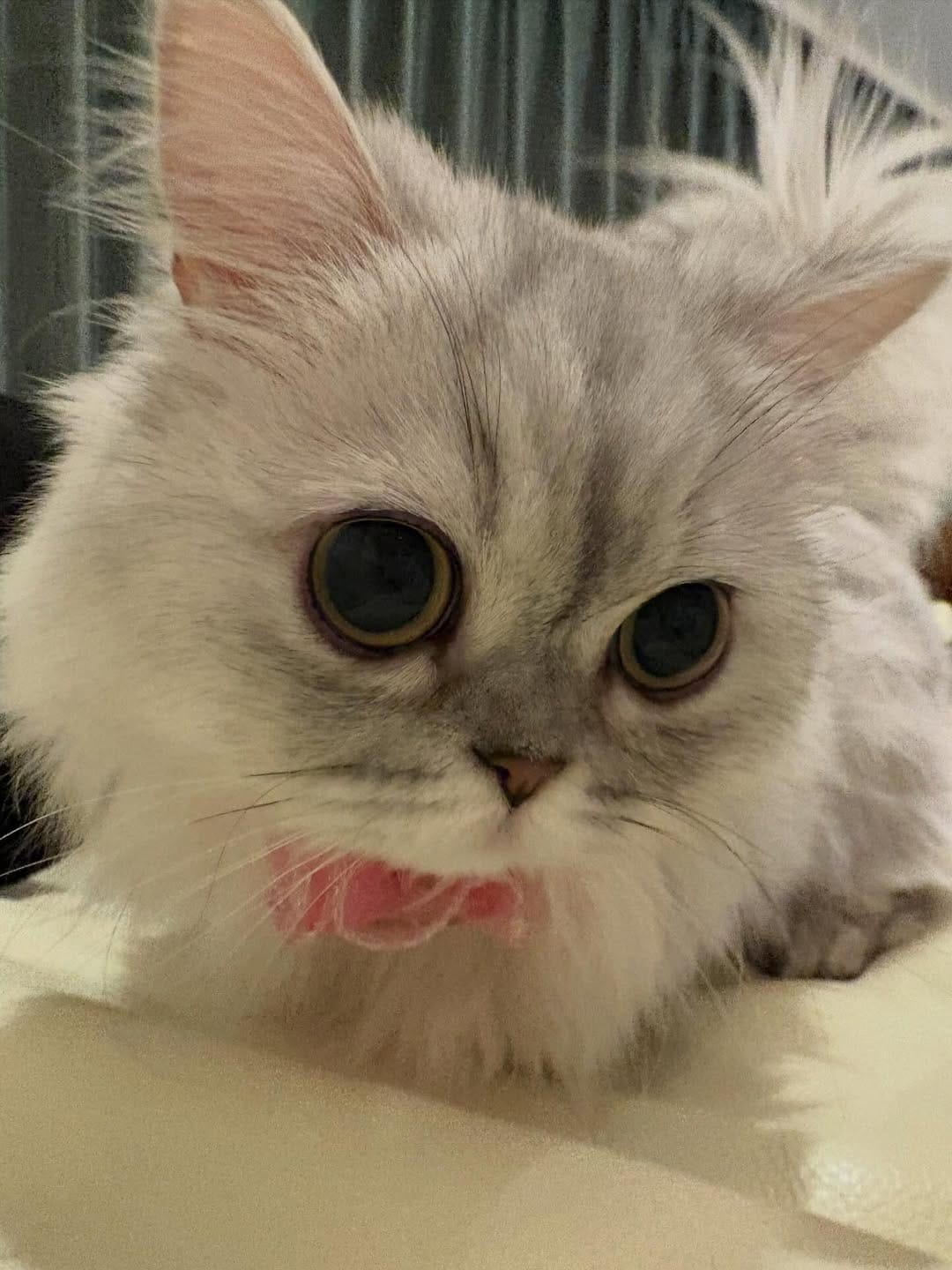 Post 1 by 🐈ラテみるく🐈🇯🇵 on Instagram (carousel)