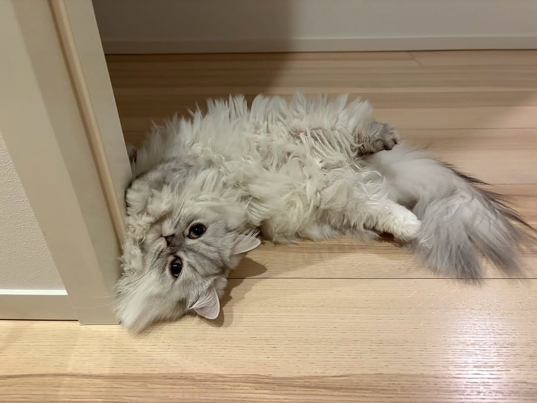 Post 6 by 🐈ラテみるく🐈🇯🇵 on Instagram (carousel)