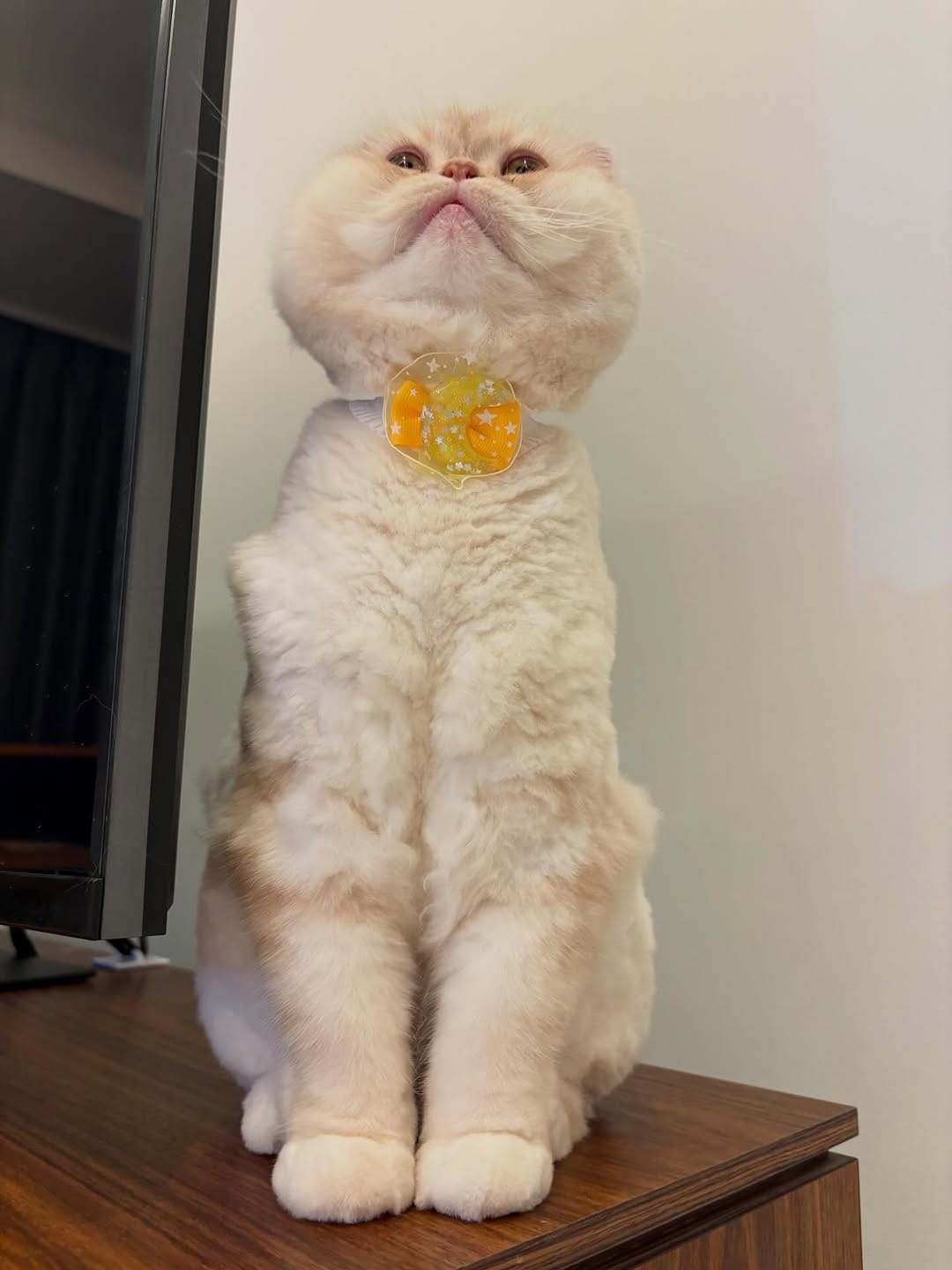 Post 4 by 🐈ラテみるく🐈🇯🇵 on Instagram (carousel)