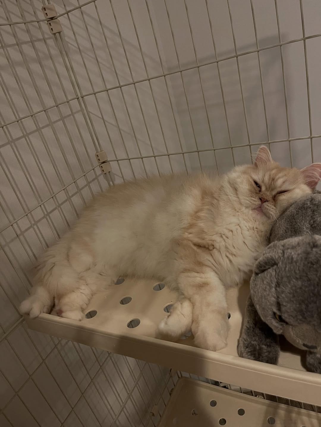 Post 9 by 🐈ラテみるく🐈🇯🇵 on Instagram (carousel)