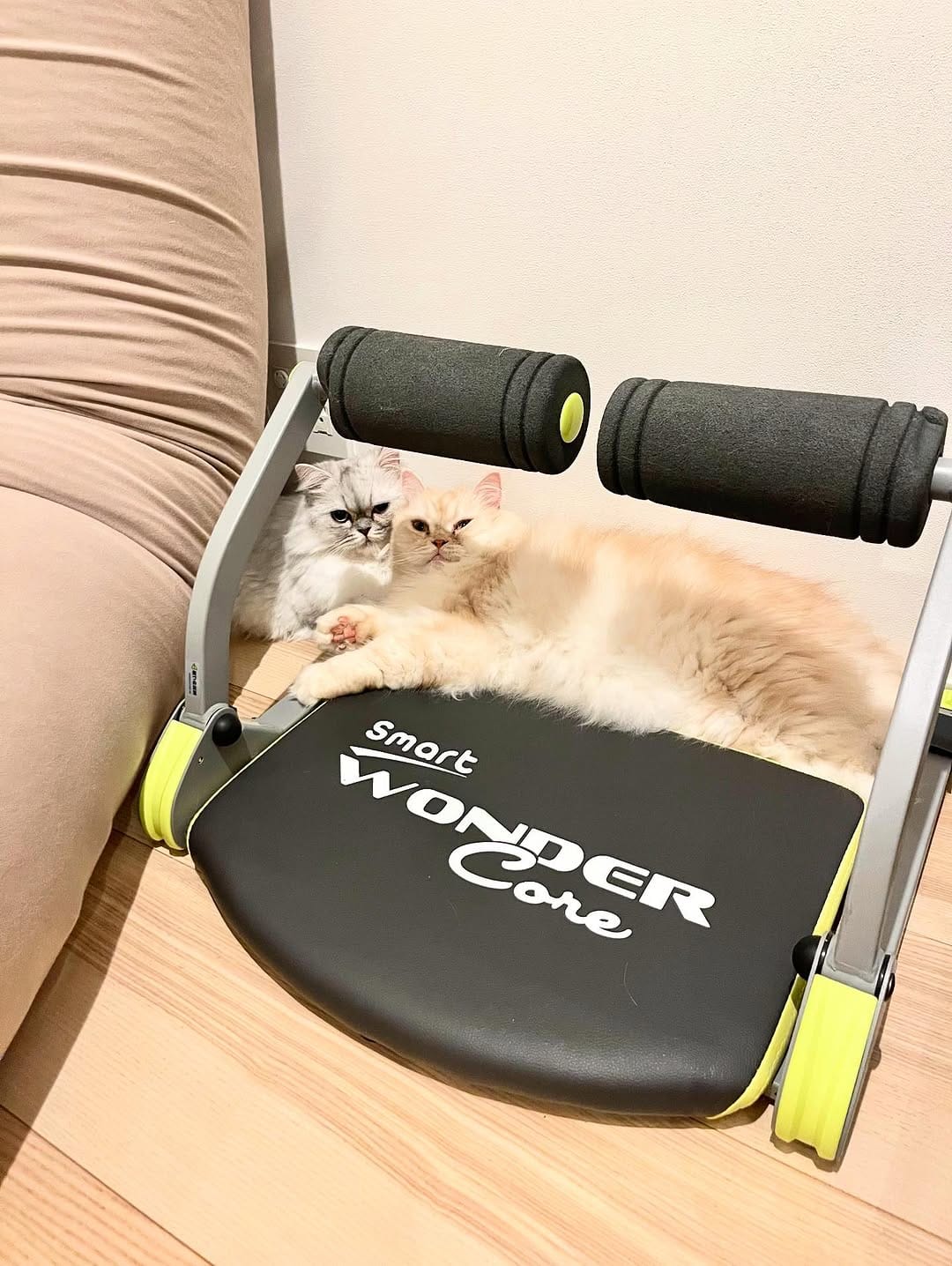 Post 7 by 🐈ラテみるく🐈🇯🇵 on Instagram (carousel)