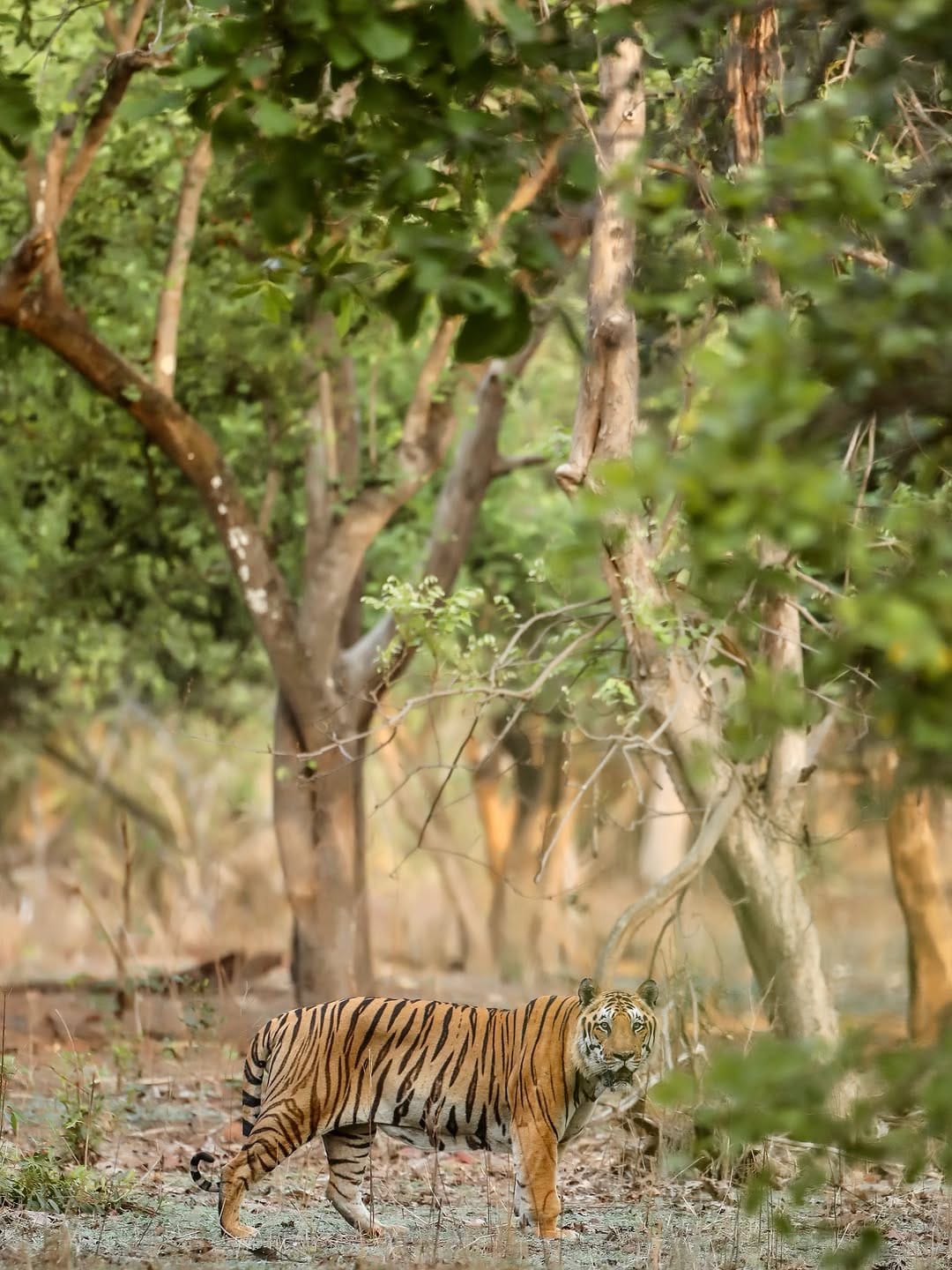 Post 4 by Yash Chopda on Instagram (image)