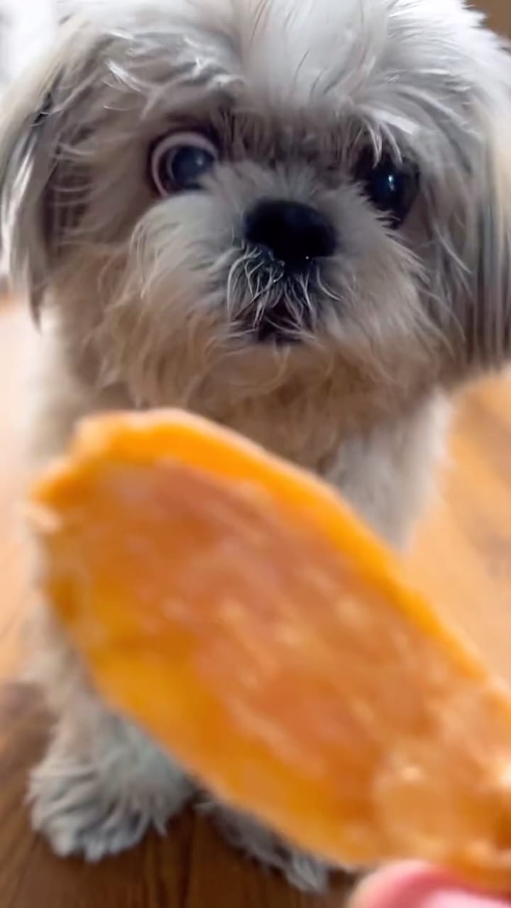 Post 6 by shihtzu tempo on Instagram (video)