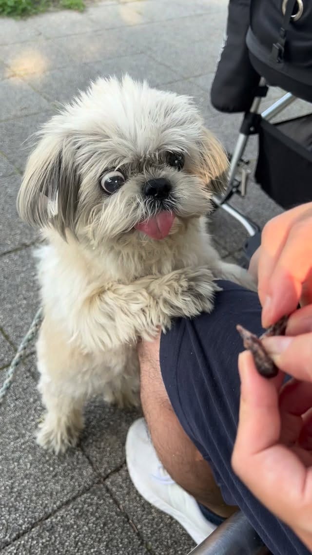 Post 7 by shihtzu tempo on Instagram (video)