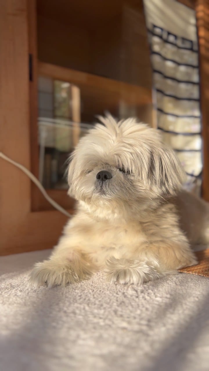 Post 9 by shihtzu tempo on Instagram (video)