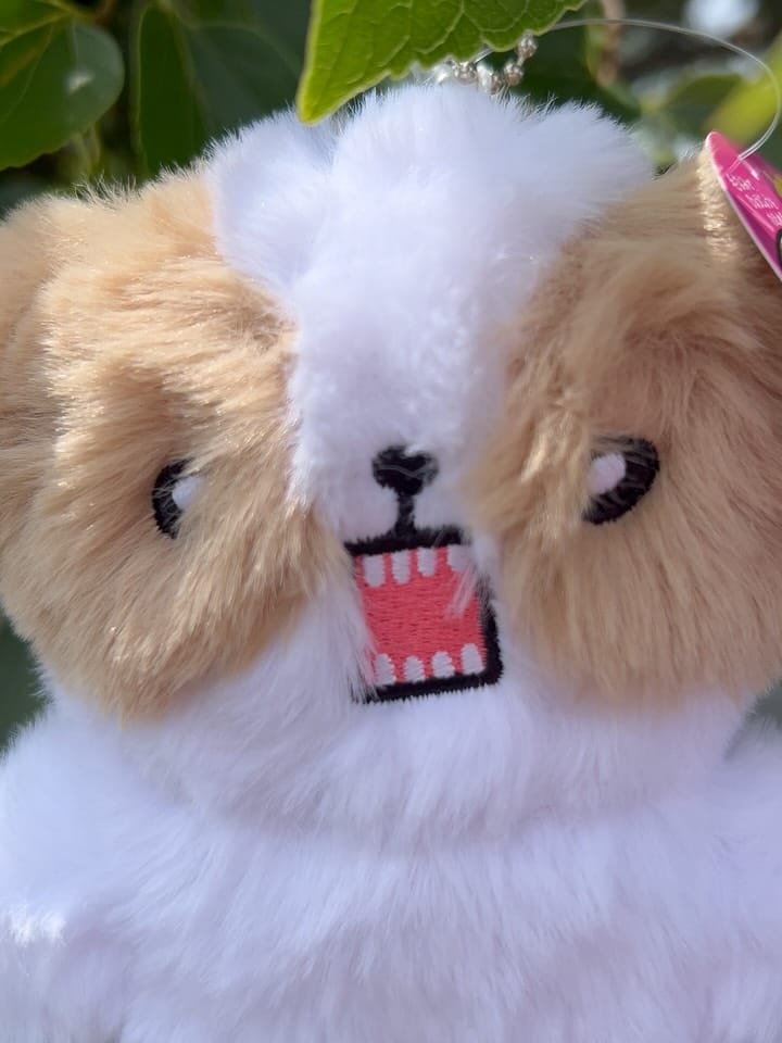 Post 4 by shihtzu tempo on Instagram (carousel)