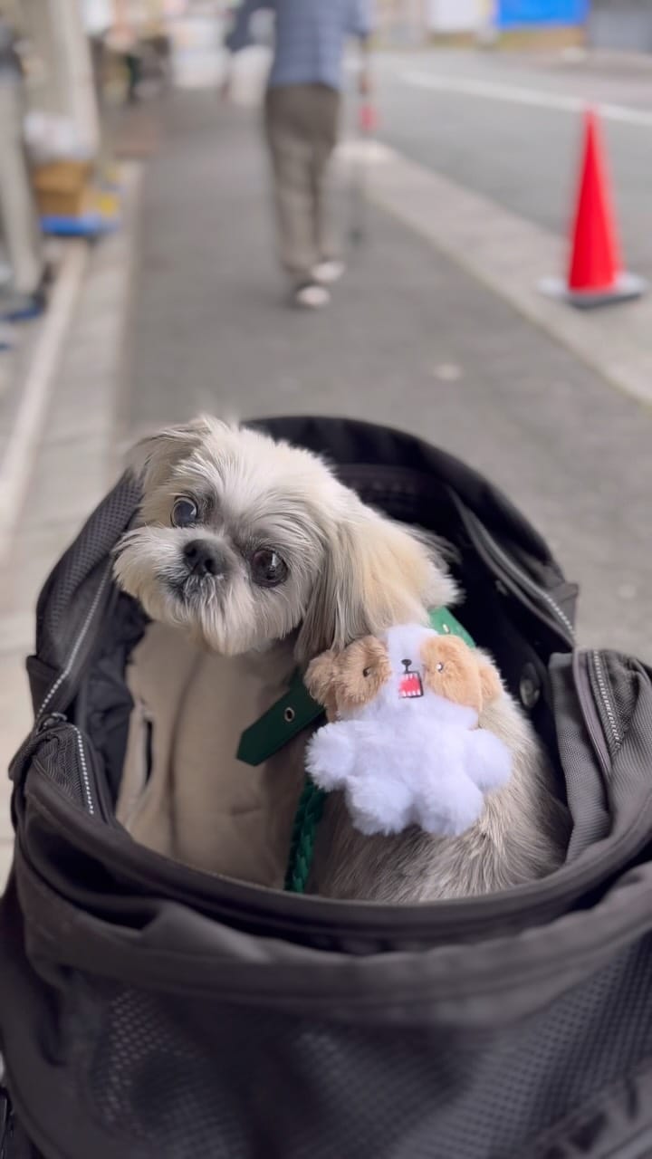 Post 2 by shihtzu tempo on Instagram (video)