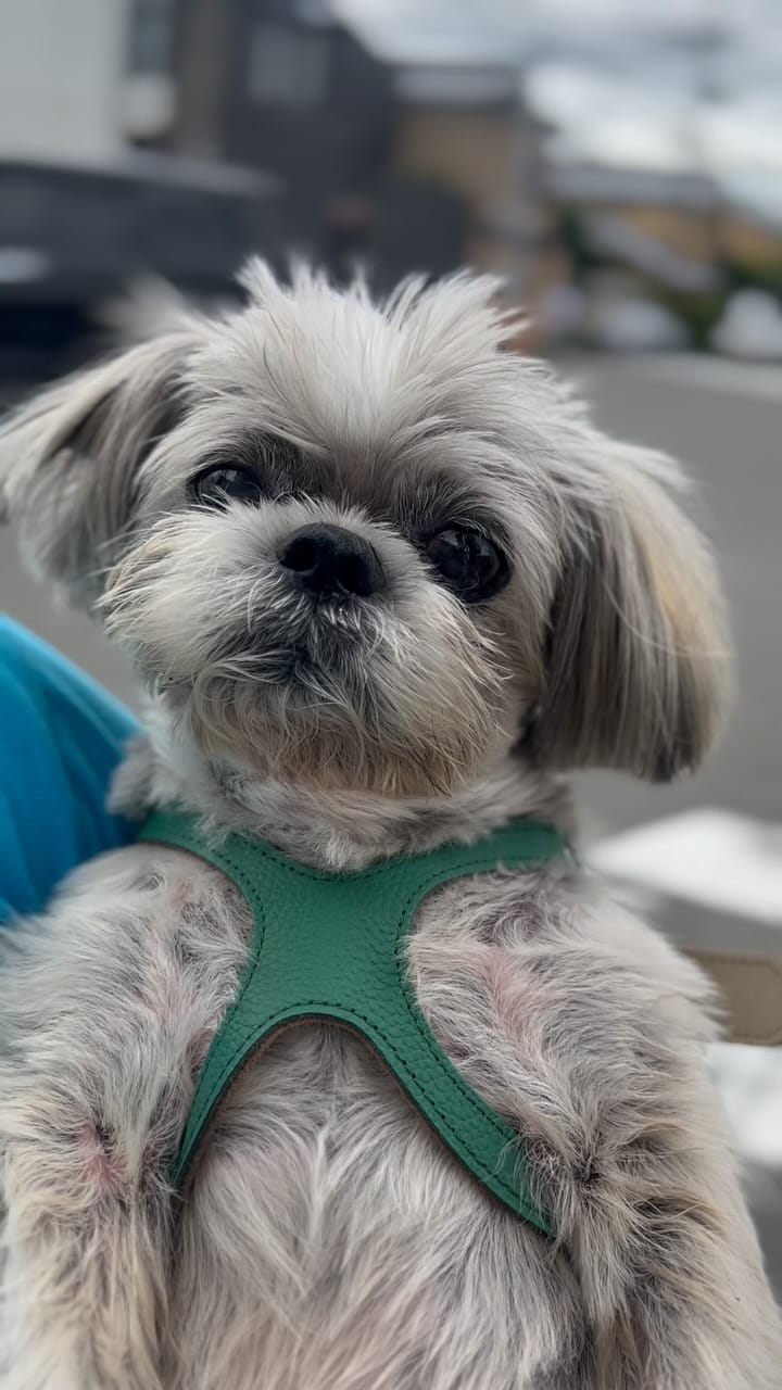 Post 5 by shihtzu tempo on Instagram (video)