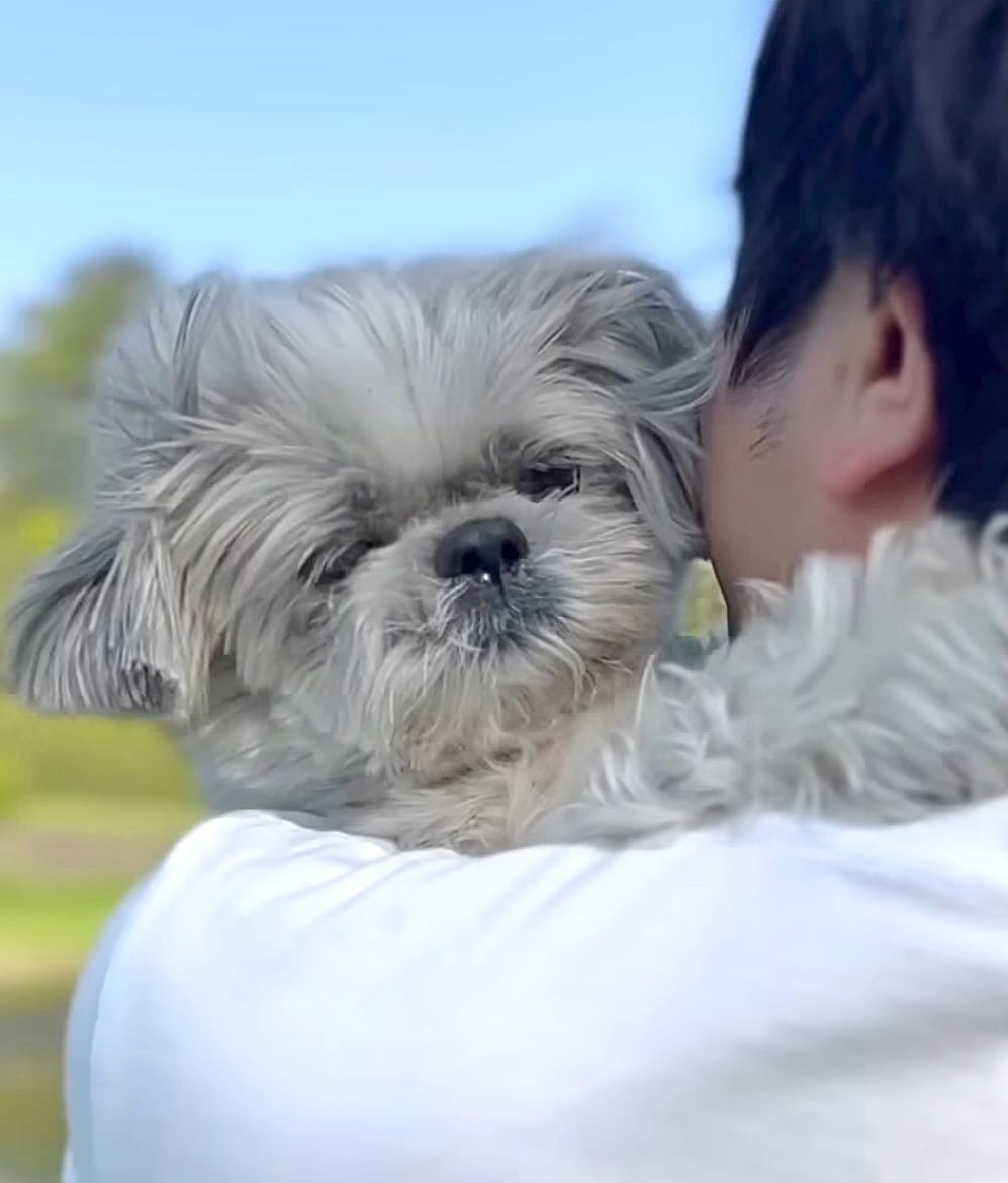 Post 3 by shihtzu tempo on Instagram (carousel)