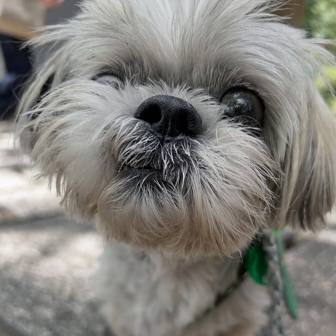 Post 1 by shihtzu tempo on Instagram (carousel)