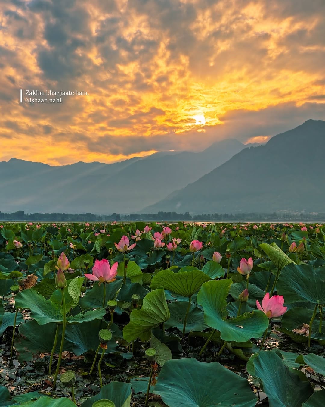 Post 8 by Zaid Syed Tantary on Instagram (image)