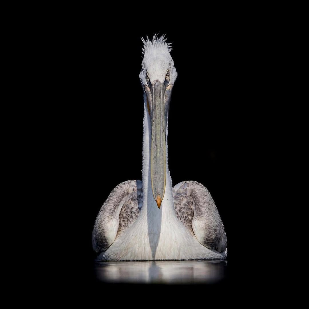 Post 10 by Jeffrey | Wildlife photographer on Instagram (image)