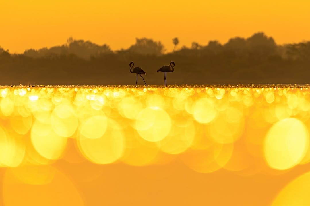 Post 8 by Jeffrey | Wildlife photographer on Instagram (image)