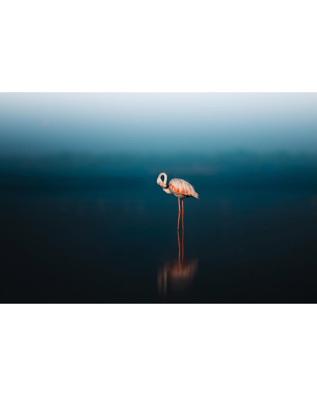 Post 6 by Jeffrey | Wildlife photographer on Instagram (carousel)