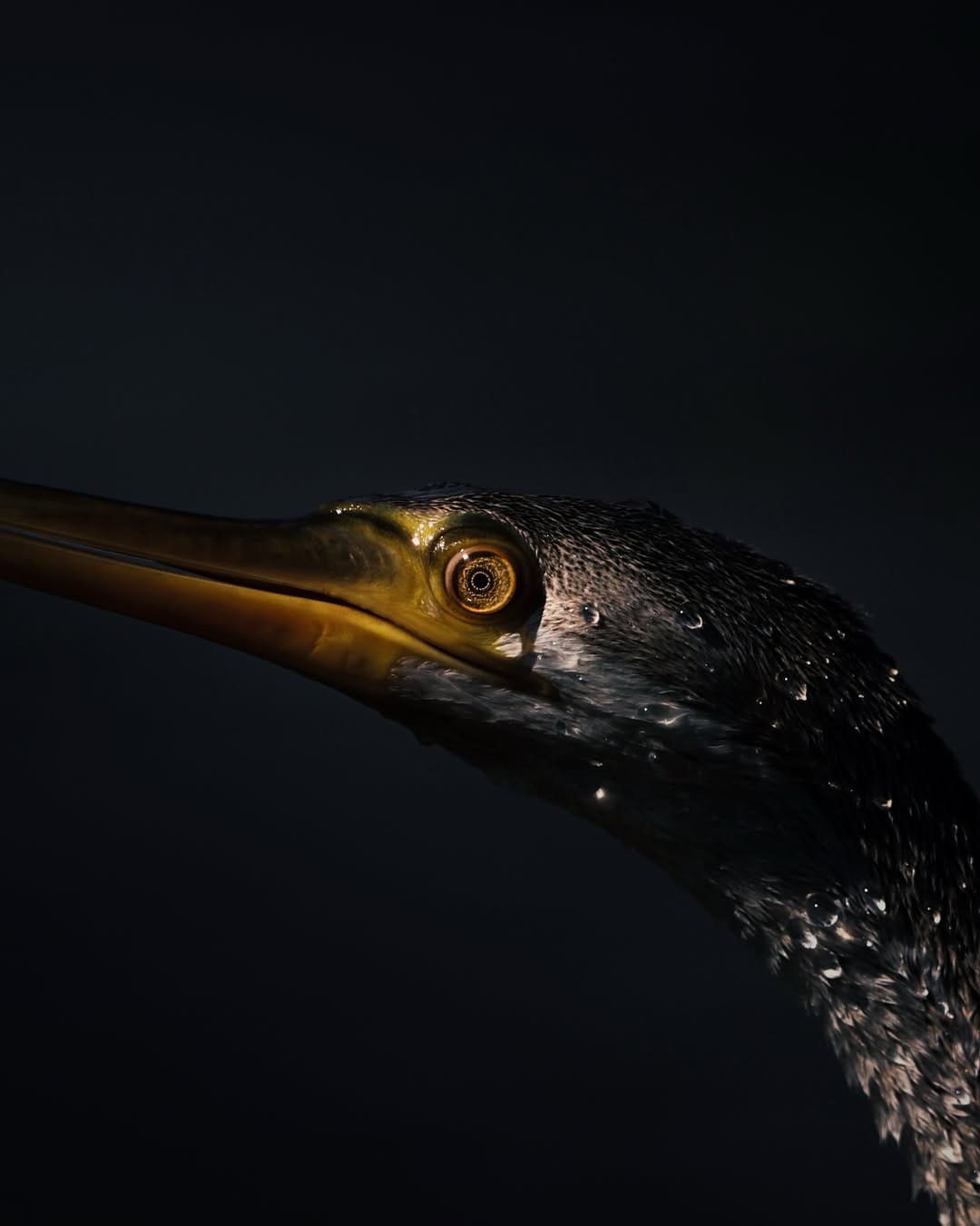 Post 4 by Jeffrey | Wildlife photographer on Instagram (carousel)