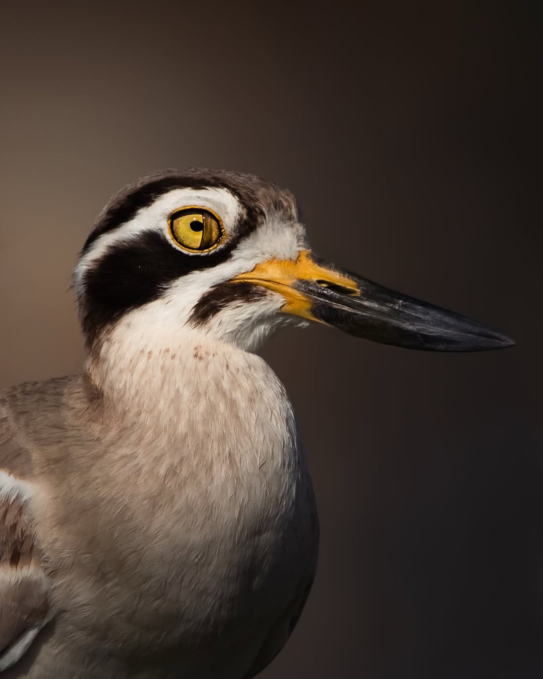 Post 3 by Jeffrey | Wildlife photographer on Instagram (carousel)