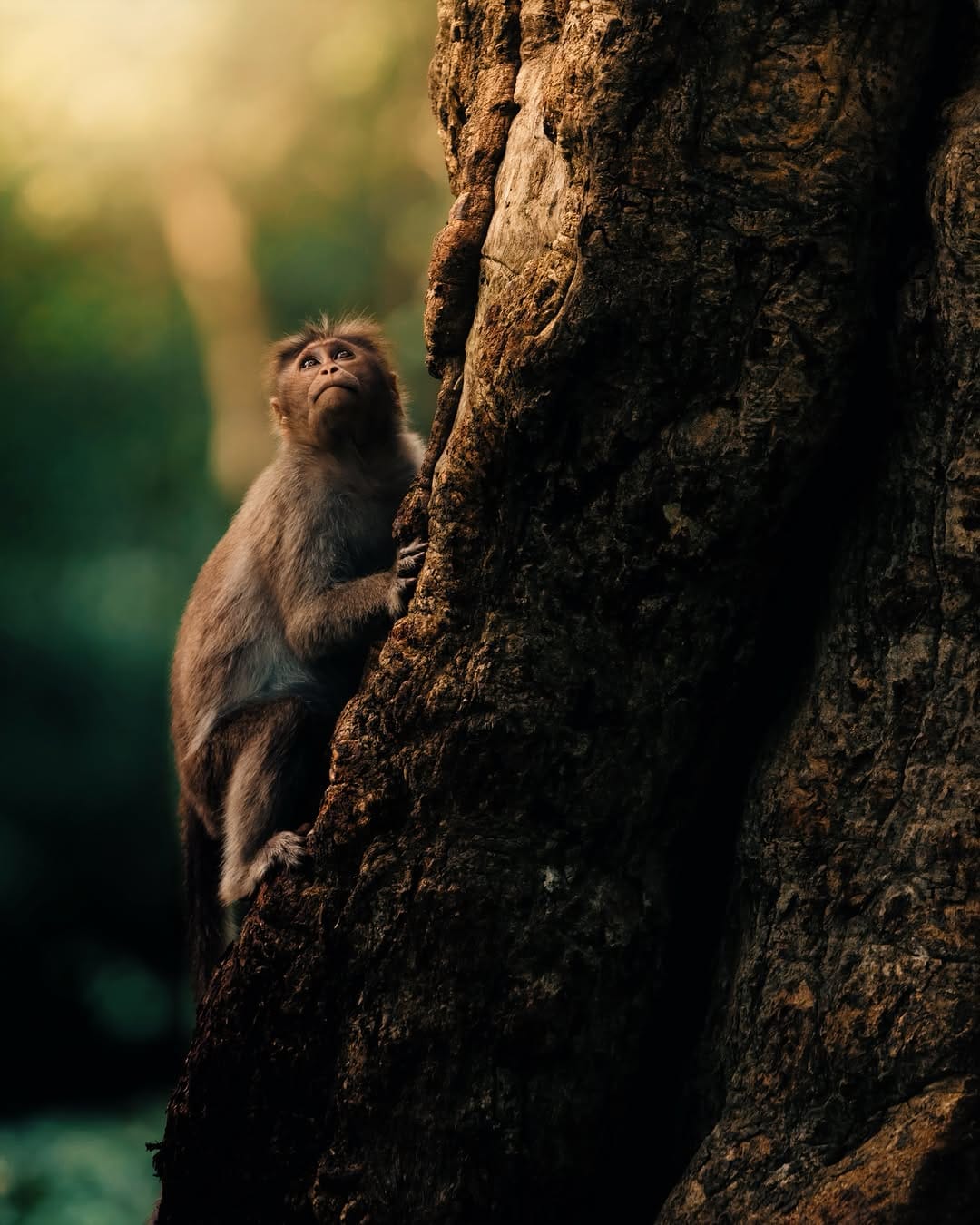 Post 5 by Jeffrey | Wildlife photographer on Instagram (carousel)