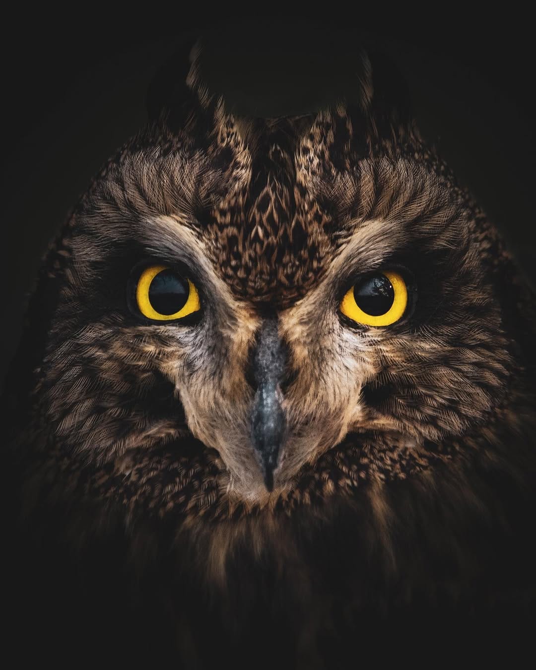 Post 9 by Jeffrey | Wildlife photographer on Instagram (image)