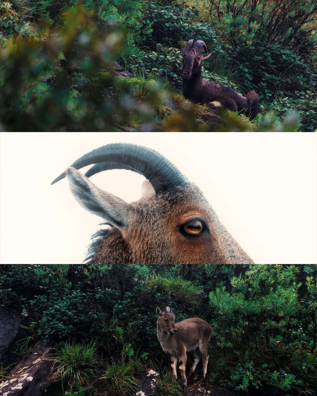 Post 7 by Jeffrey | Wildlife photographer on Instagram (carousel)
