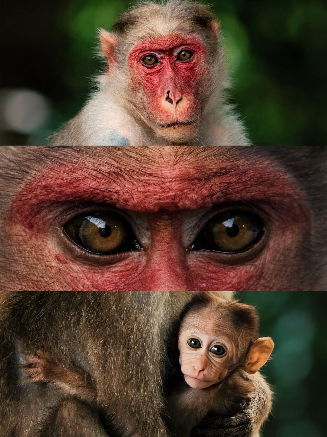 Post 2 by Jeffrey | Wildlife photographer on Instagram (carousel)