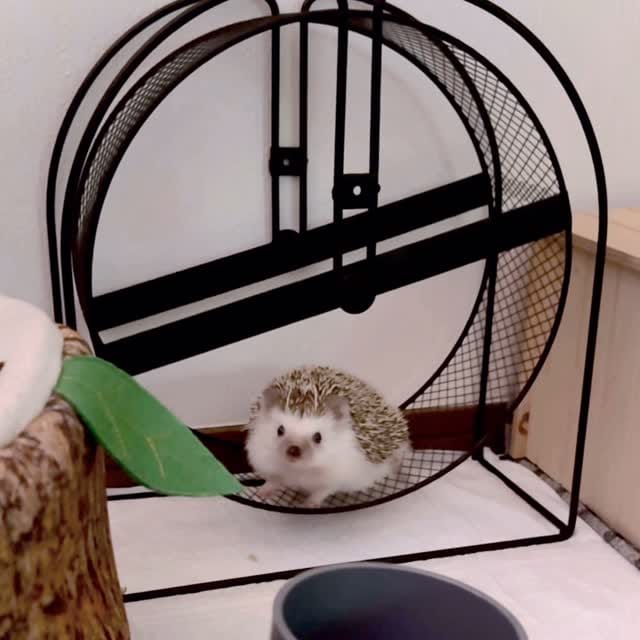 Post 3 by Uni & Toro / うにとろ on Instagram (video)