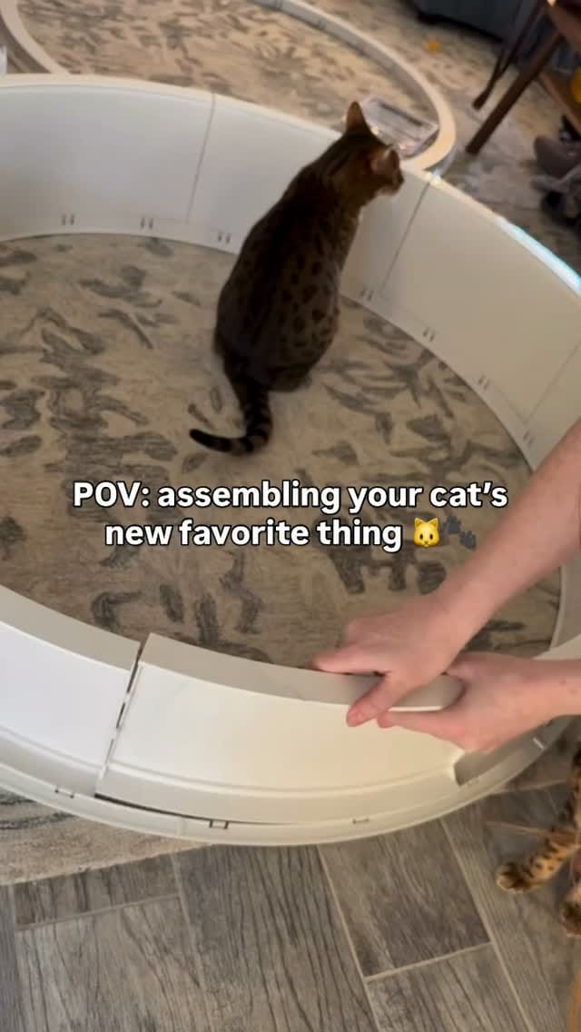 Post 1 by One Fast Cat on Instagram (video)