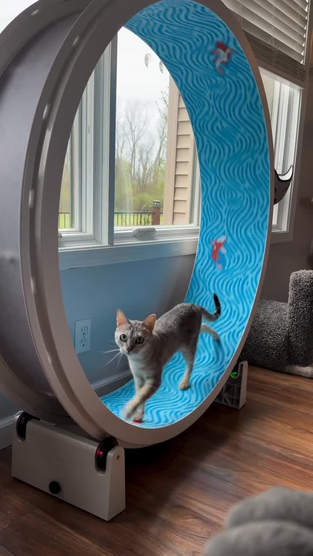 Post 7 by One Fast Cat on Instagram (video)