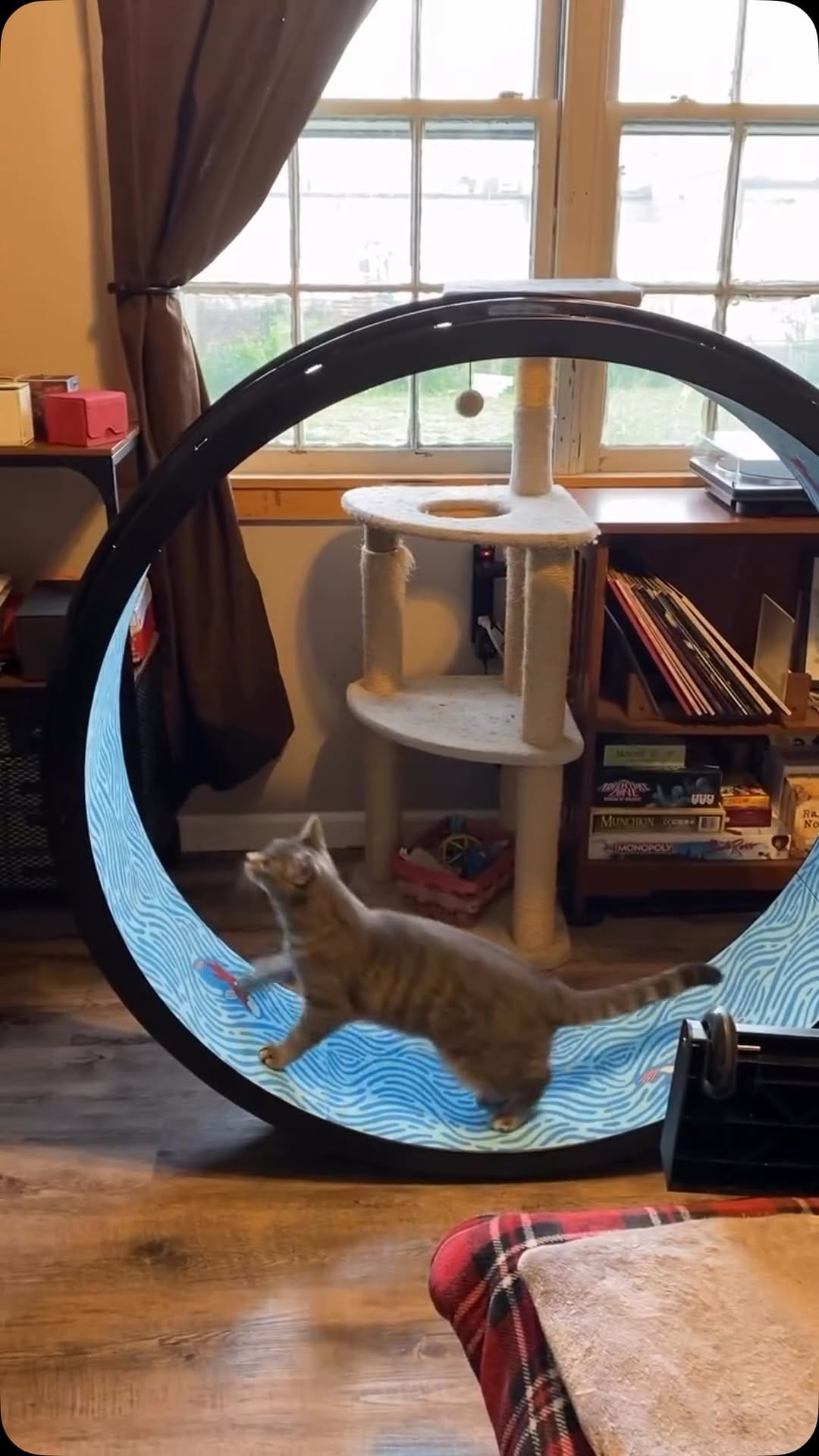 Post 2 by One Fast Cat on Instagram (video)