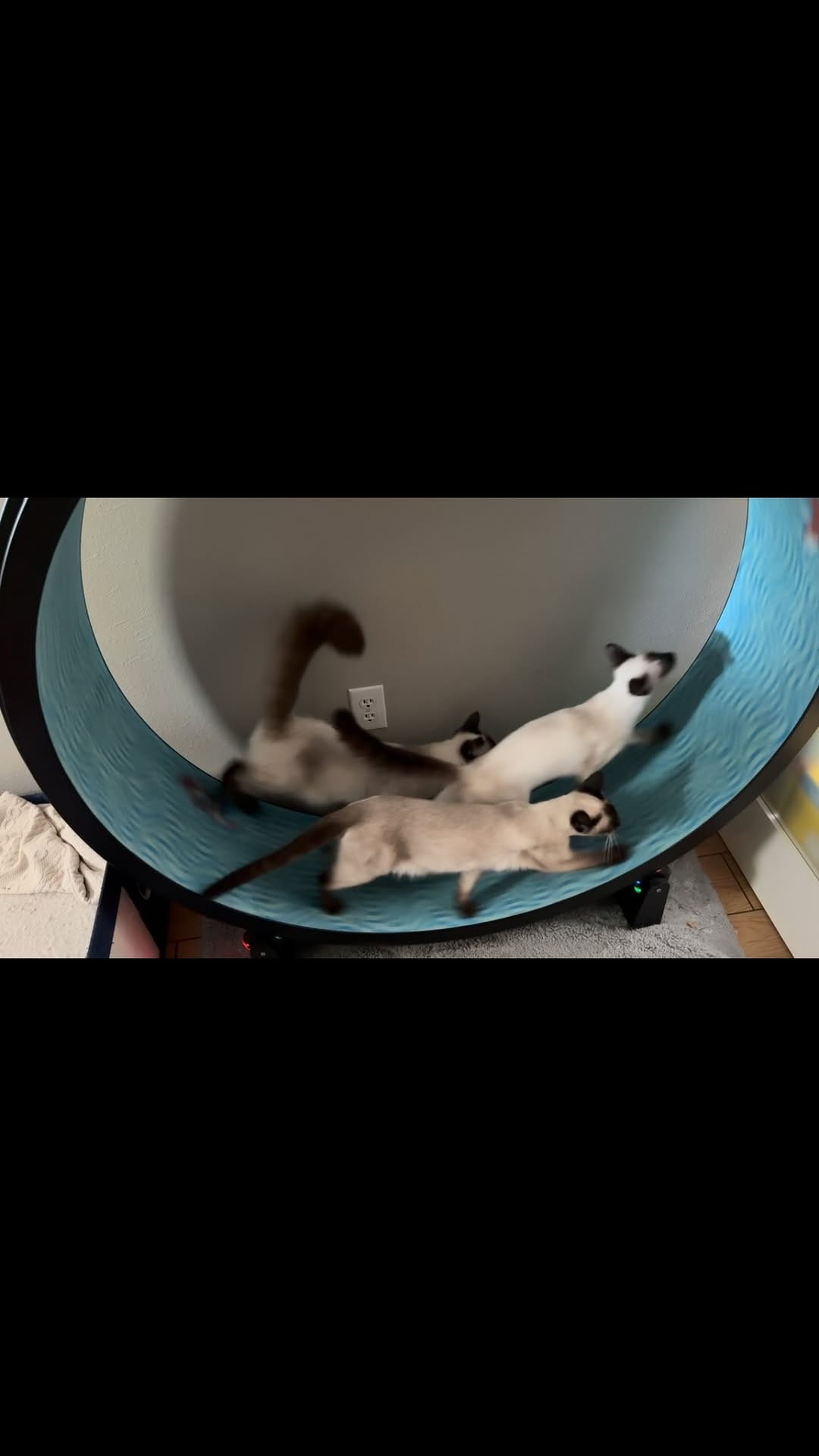 Post 6 by One Fast Cat on Instagram (video)