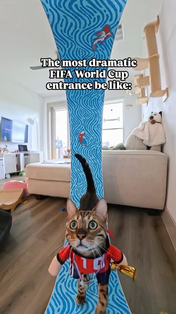 Post 3 by One Fast Cat on Instagram (video)