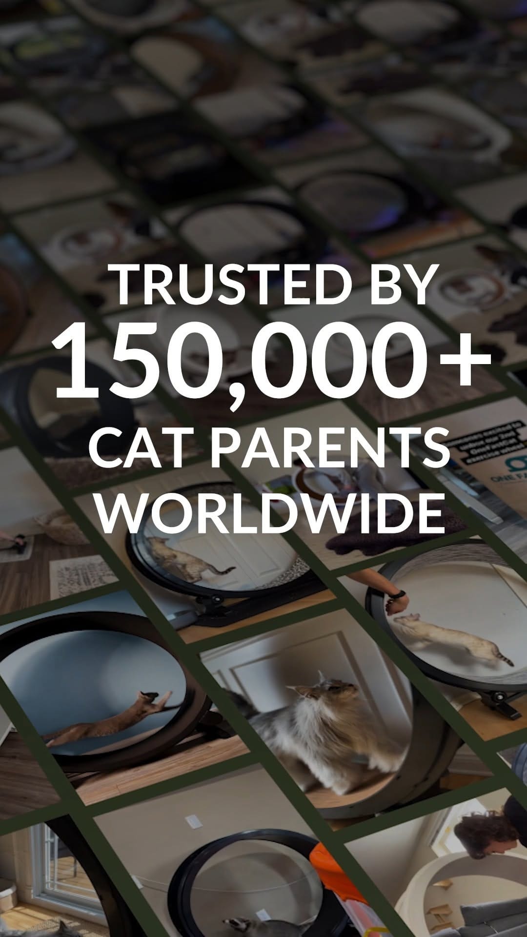 Post 9 by One Fast Cat on Instagram (video)