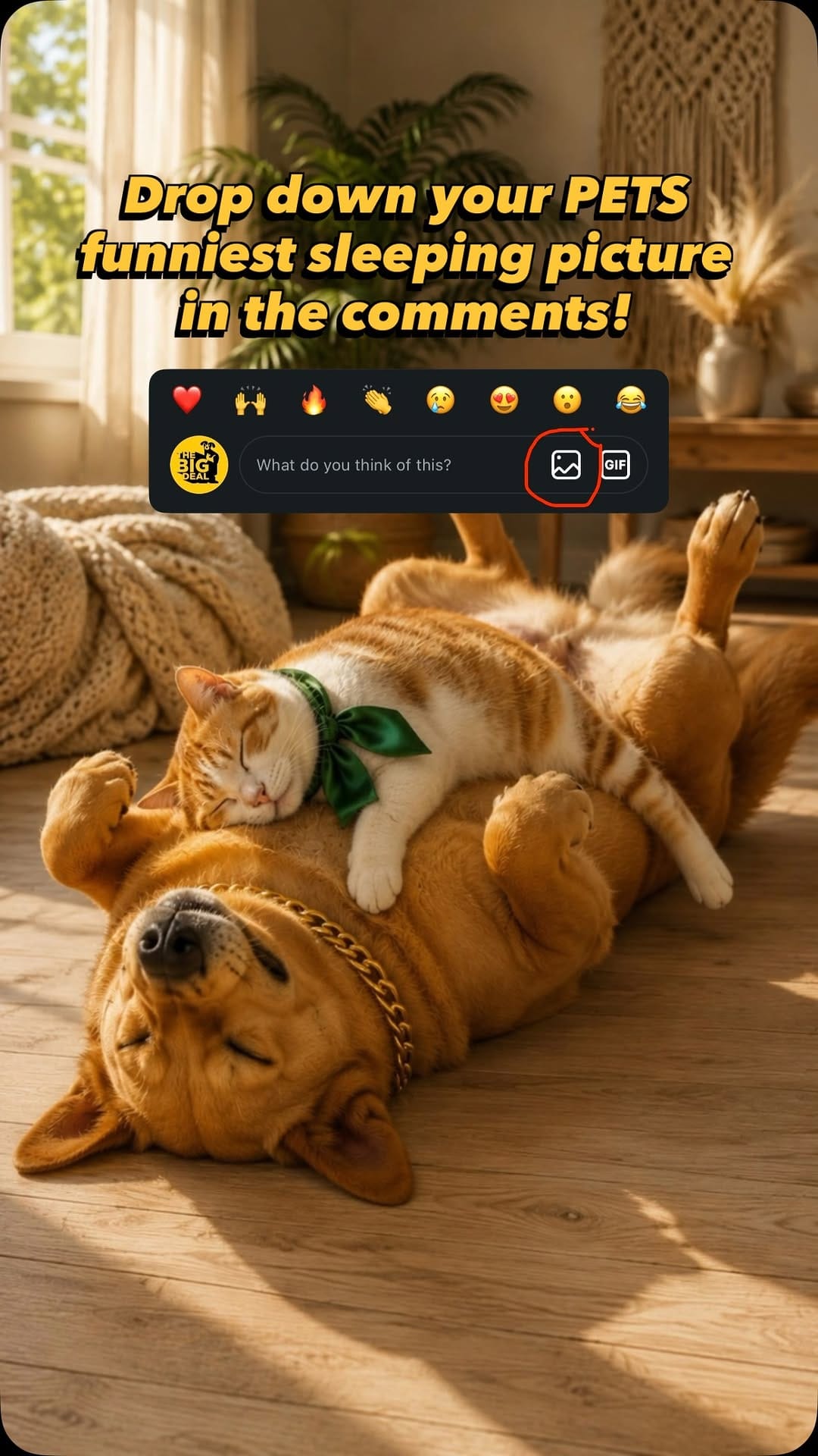 Post 6 by THE BIG DEAL STORE 🦮🐾🐈 on Instagram (video)