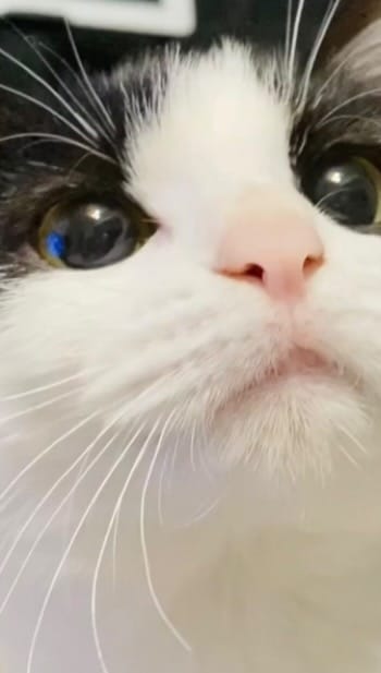 Post 10 by 凛人-rito-🐈哀と凛人の無所属 on Instagram (video)