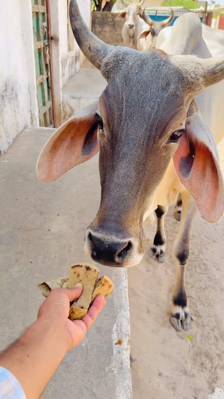 Post 5 by Narpat Patel on Instagram (video)