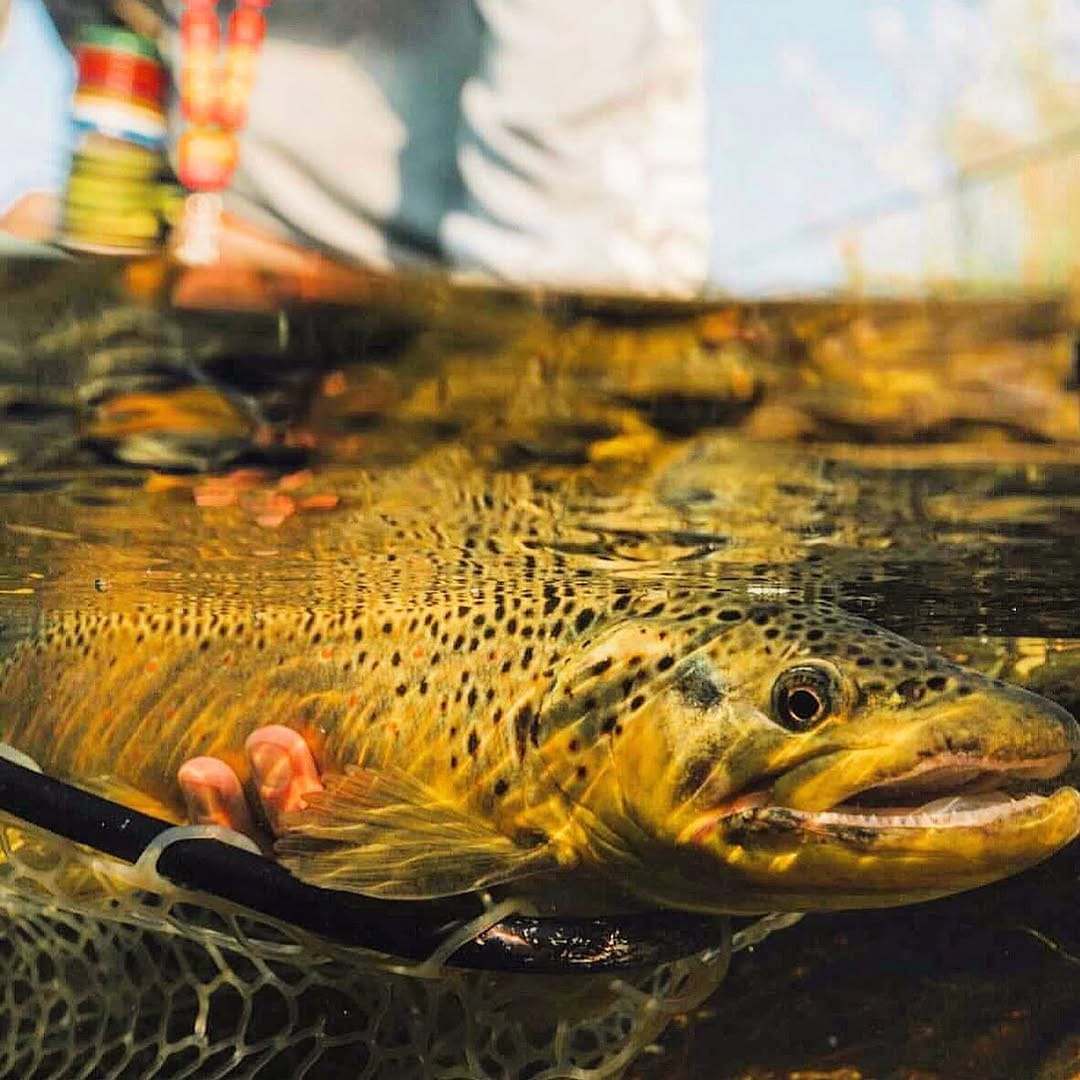 Post 7 by Ryan Copenhaver on Instagram (image)