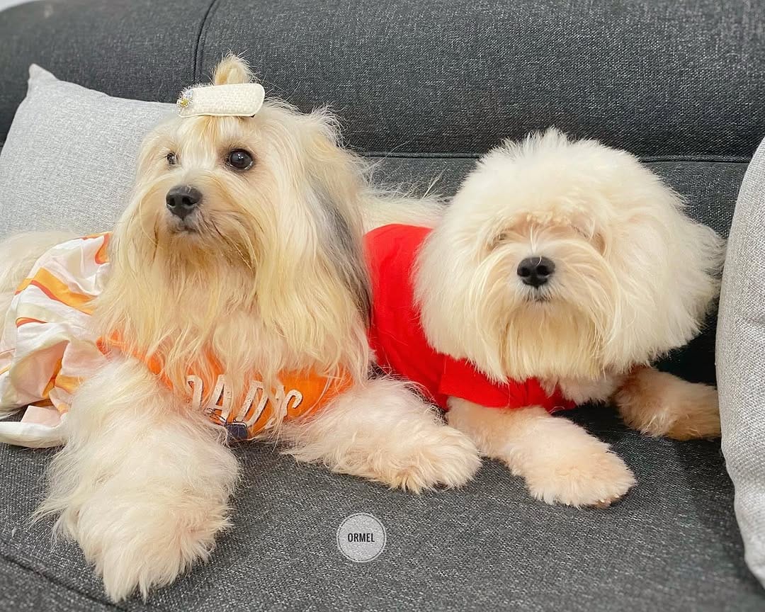 Post 10 by OREO 🌈 & CARAMEL on Instagram (image)