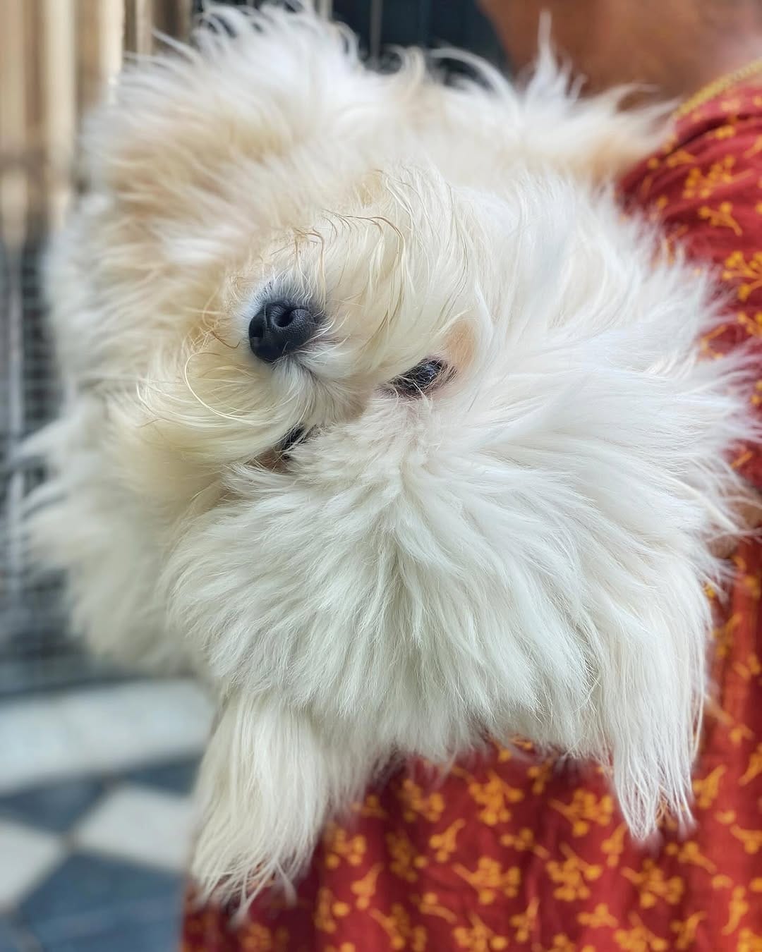 Post 1 by OREO 🌈 & CARAMEL on Instagram (image)