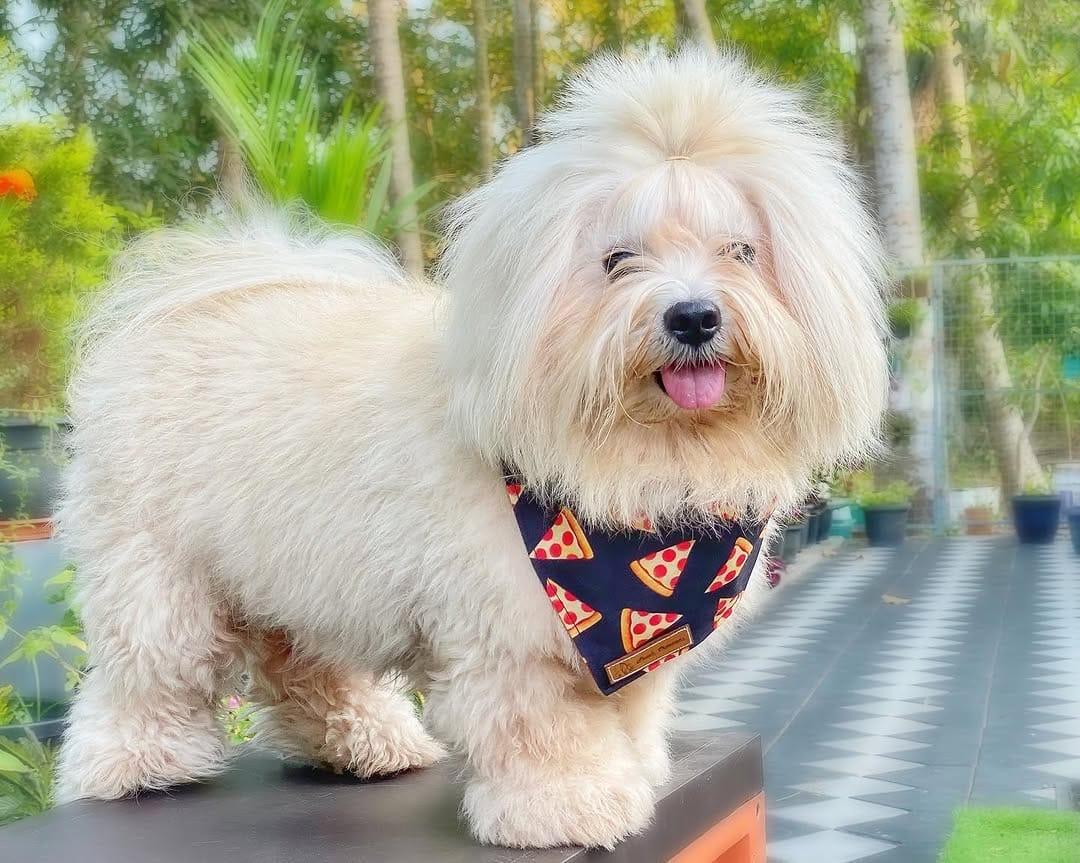 Post 9 by OREO 🌈 & CARAMEL on Instagram (image)