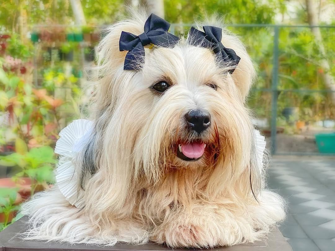 Post 8 by OREO 🌈 & CARAMEL on Instagram (image)