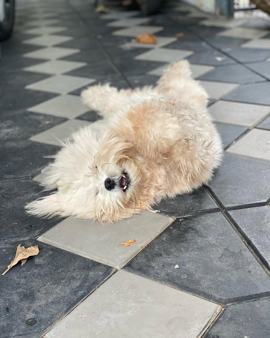 Post 4 by OREO 🌈 & CARAMEL on Instagram (image)