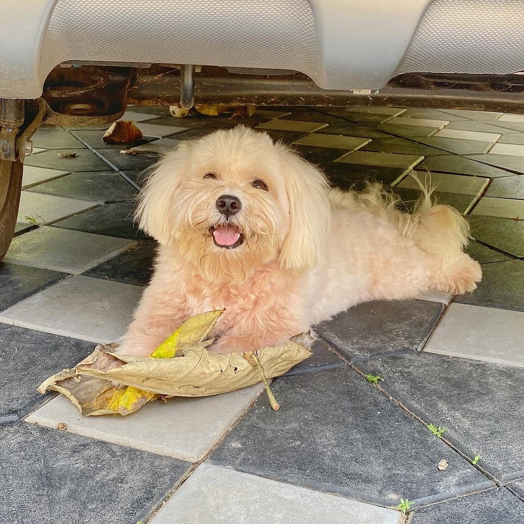Post 5 by OREO 🌈 & CARAMEL on Instagram (image)