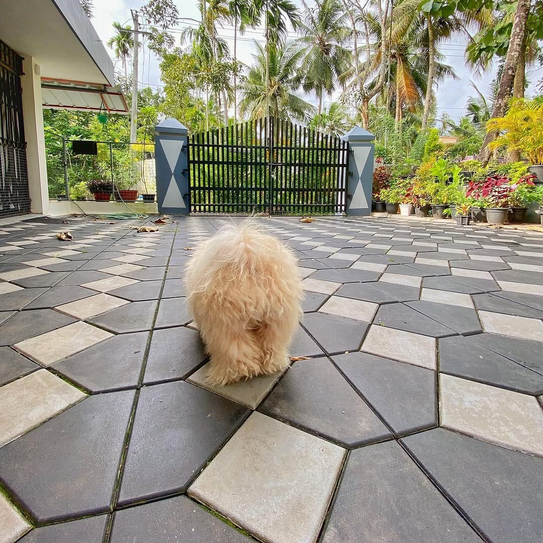 Post 6 by OREO 🌈 & CARAMEL on Instagram (image)