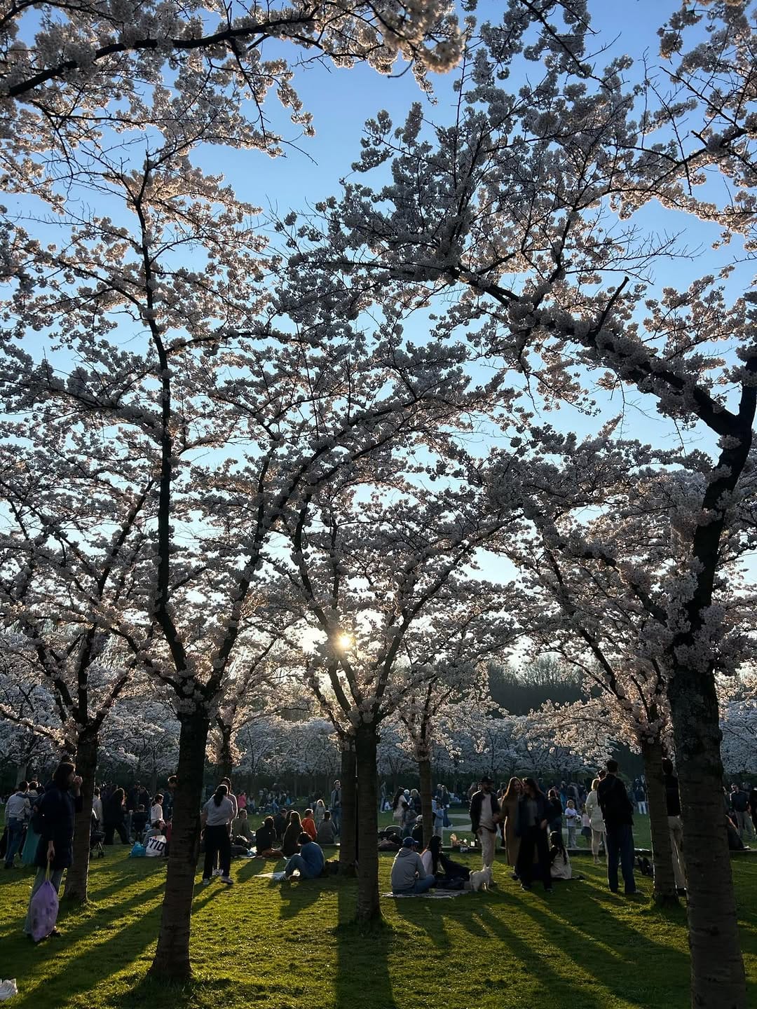 Post 3 by Hana/maki on Instagram (carousel)