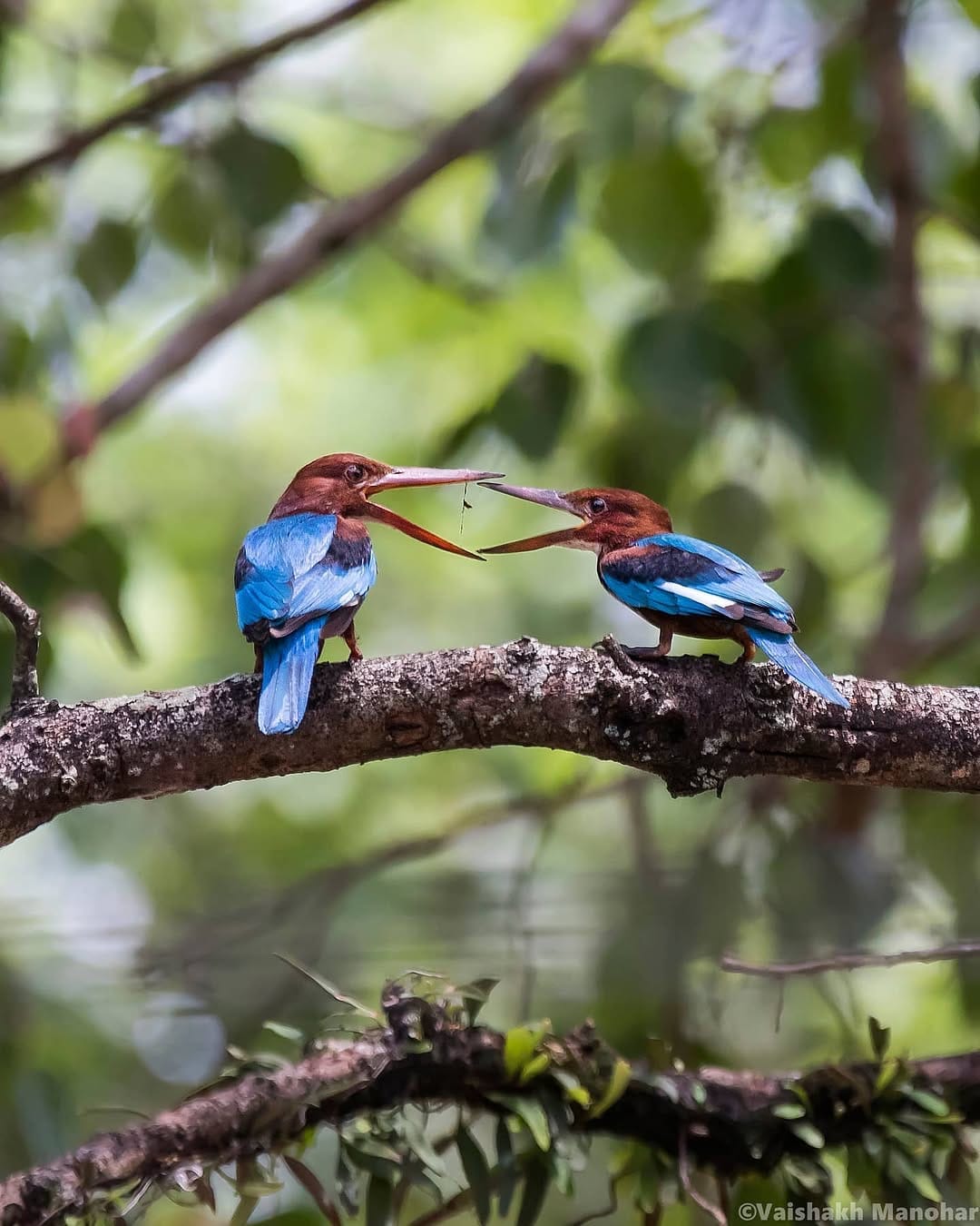 Post 10 by Vaishakh Manohar on Instagram (image)