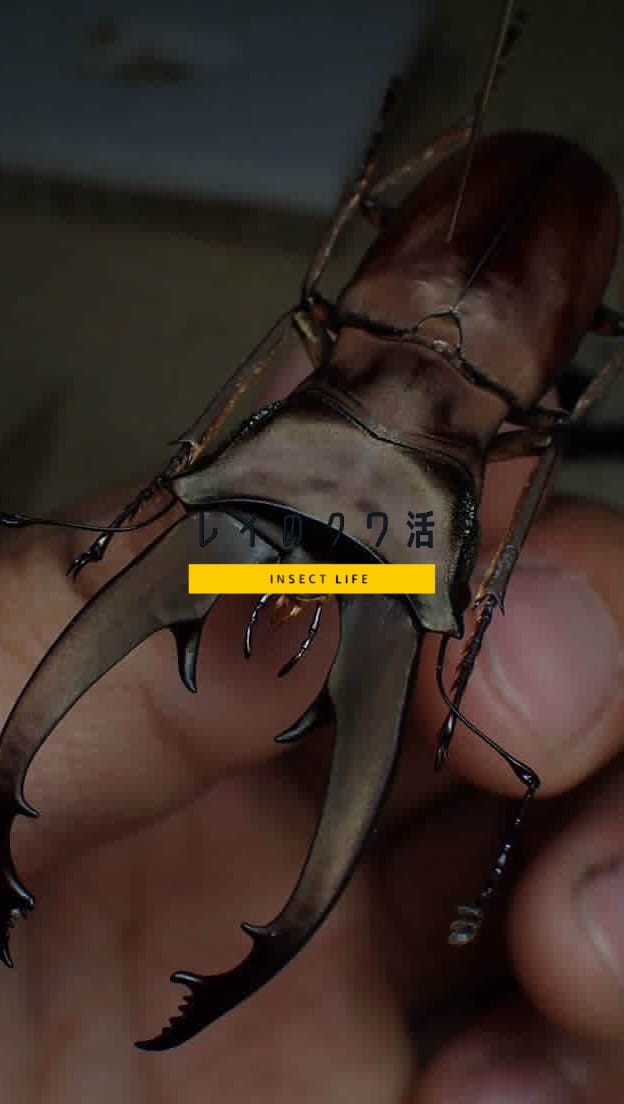 Post 9 by レイのクワ活 on Instagram (video)