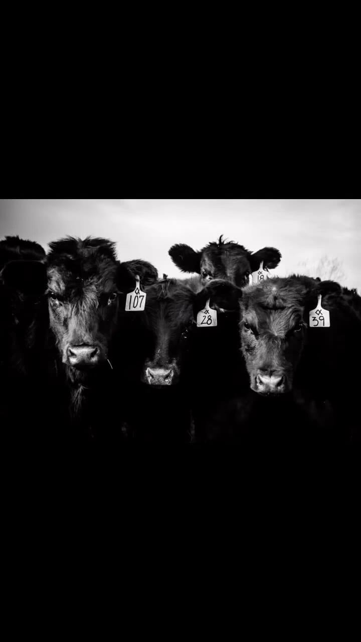 Post 10 by Mandy Frank on Instagram (video)